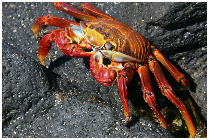 foto31.jpg - Crabe rouge zayapa (Grapsus grapsus)