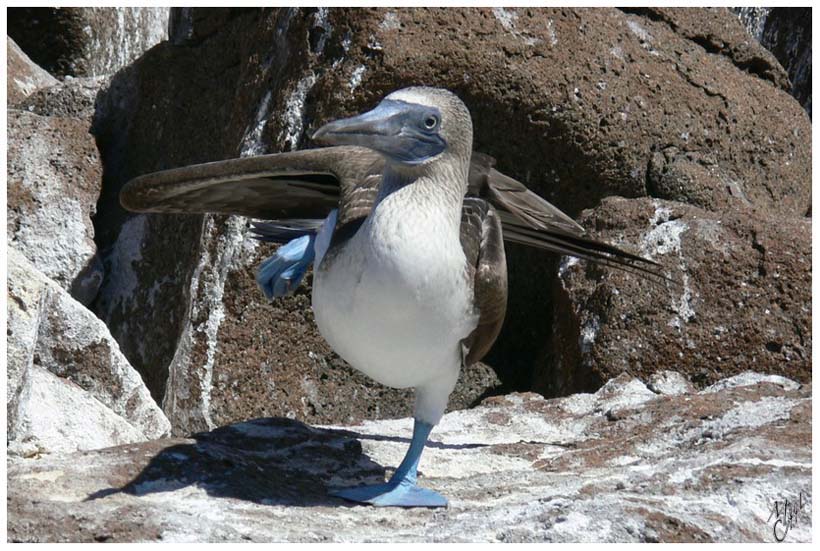 foto36.jpg - Fous à pattes bleues - Ile Seymour, Galapagos. Sa parade nuptiale est très élaborée...présentation de ses pieds bleus, offrandes de fragments de matériaux (pour le nid),...