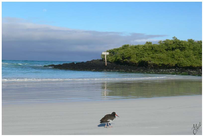 foto44.jpg - Tortuga Bay - Ile Santa Cruz, Galapagos