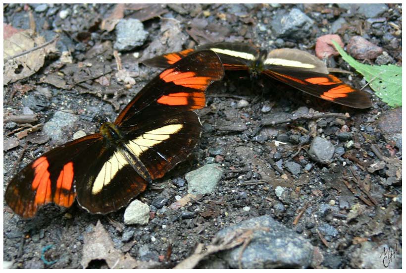 foto70.jpg - Papillons à Rio Verde - Rio Verde (Baños), Equateur