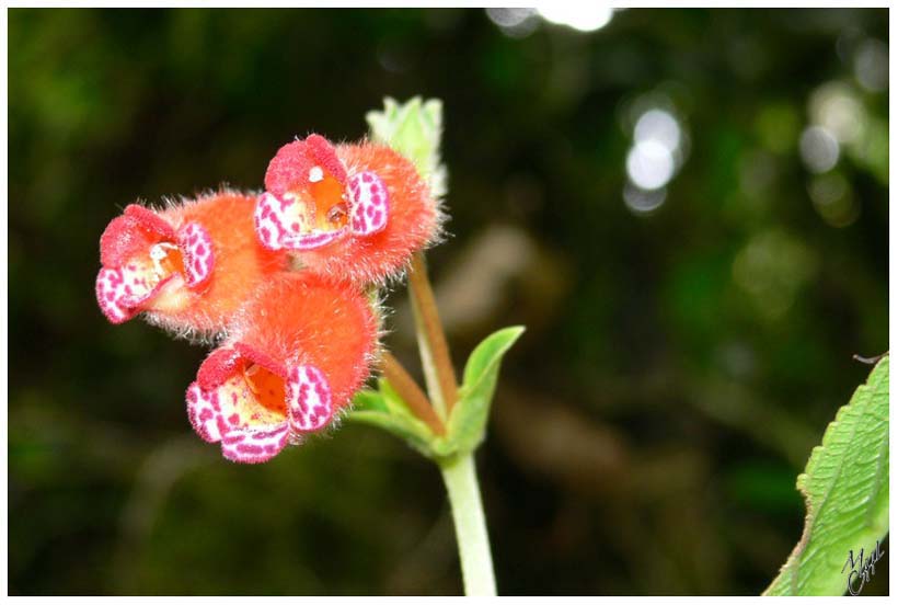 foto72.jpg - Orchidée - Rio Verde (Baños).