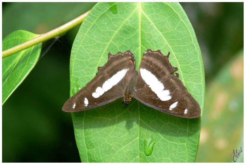 foto75.jpg - Papillon dans la jungle de Puyo, Equateur