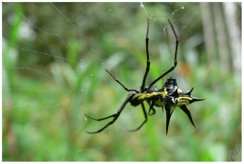 foto78.jpg - Araignée dans la forêt amazonienne - Puyo