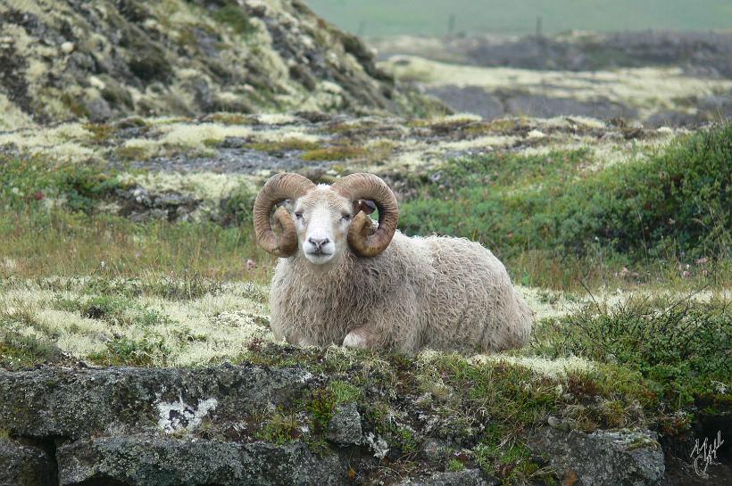 060731_Islande_MoutonMyvatn_322.JPG - Le mouton est arrivé en Islande avec les premiers colons. Grâce à l’insularité et à l’isolement, le mouton islandais est aujourd’hui l’une des dernières races pures de mouton. Les mâles comme les femelles peuvent avoir des cornes.