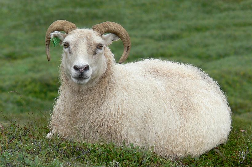060801_Islande_MoutonNord_462.JPG - La Laine du mouton islandais est de 2 types. Une sous-couche isolante et une couche de longs poils imperméables au vent et à la pluie. La longueur du poil peut atteindre 18cm. L’un des poils de mouton les plus longs du monde.