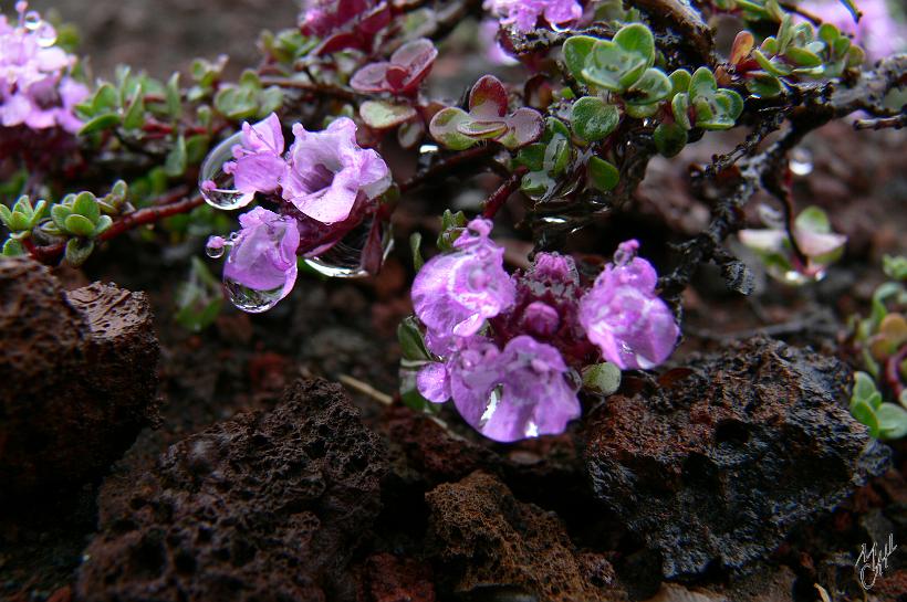 060801_Islande_Nord_450.JPG - Le thym précoce (Thymus praecox) après la pluie. Cette plante rampante et aromatique se retrouve sur toute l'île.