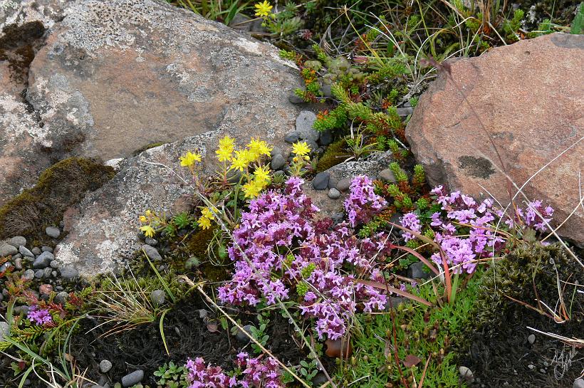 060802_Islande_Nord_500.JPG - Une jolie composition naturelle de fleurs et de cailloux.
