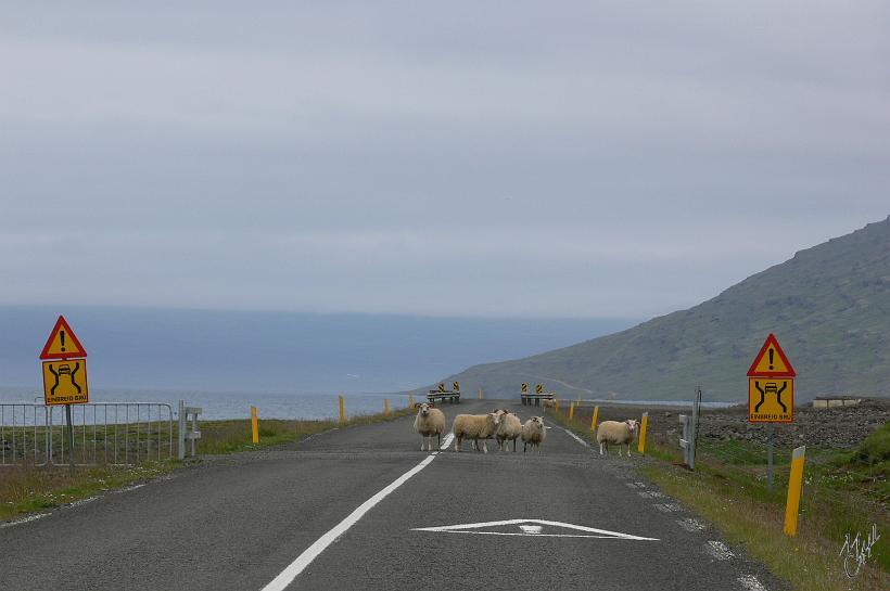 060802_Islande_Reydarfjordur_NE_570.JPG - Les moutons islandais vivent en liberté de mai à septembre. On les croise tout le long des routes islandaises. Ils sont deux fois plus nombreux que la population humaine de l’île, soit environ 700 000 moutons. Il faut toujours faire très attention en voiture.