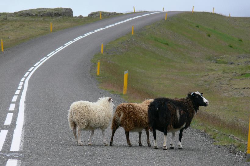 060802_Islande_Reydarfjordur_NE_576.JPG - Le mouton islandais a une laine dont la couleur et les motifs sont très variés : du blanc au noir en passant par les gris, crèmes, etc.