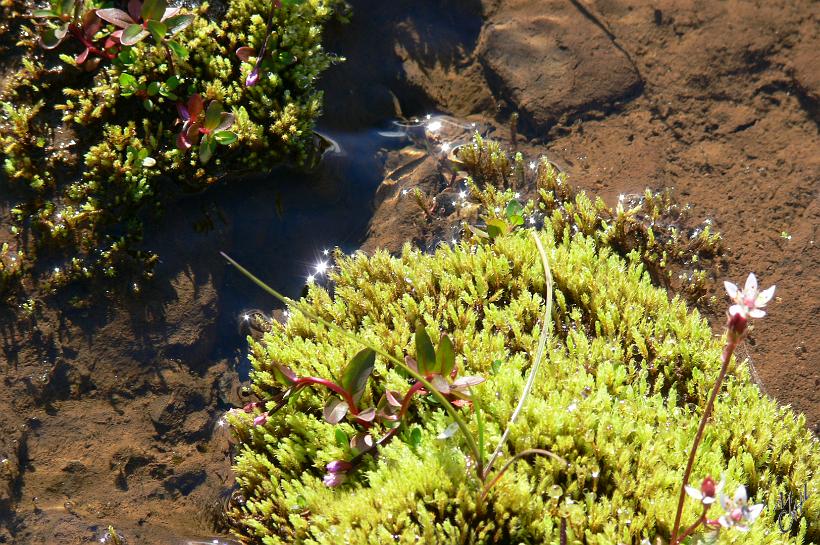 060802_Islande_Seydisfjordur_NE_544.JPG - Des saxifrages au bord d'un ruisseau. Le mot saxifrage vient du latin -saxum, le rocher- et -frangere, briser-. Ces plantes sont connues pour s'installer dans des fissures de rochers. Elles se font aussi appeler Casse-pierre ou Perce-pierre.