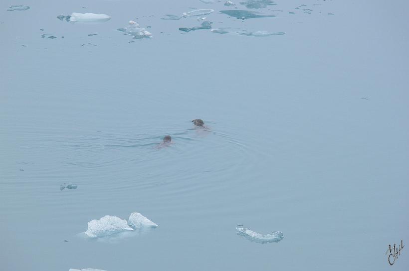 060805_Islande_Jokulsarlon_SE_834.JPG - Quelques phoques viennent parfois chasser les poissons venus de la mer et qui s'aventurent dans le lac Jökulsárlón.