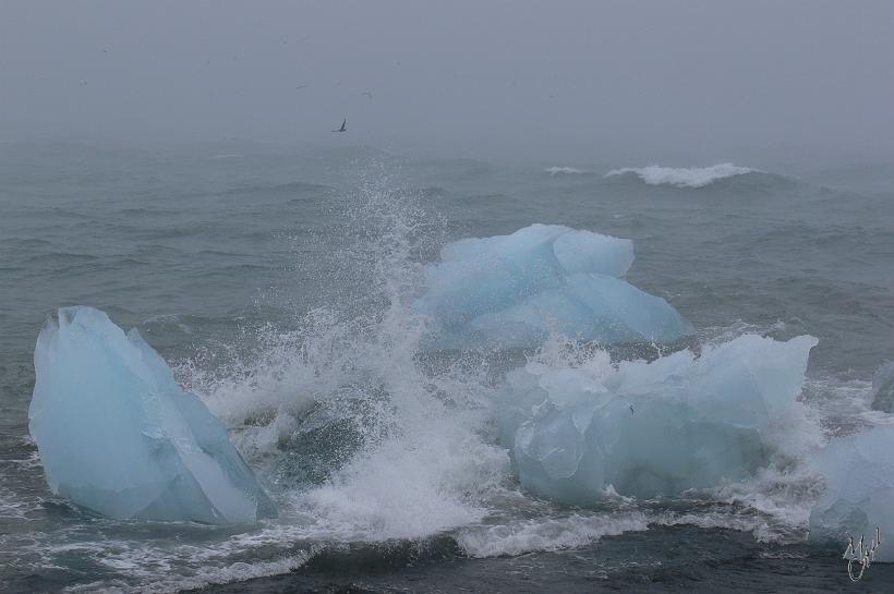 060805_Islande_Jokulsarlon_SE_860.JPG - Les icebergs qui ont suffisamment fondus pour passer du lac jusqu'à l'océan, poursuivent leur route, emportés par les vagues de l'atlantique.