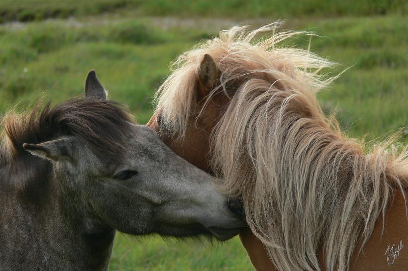 060807_Islande_ChevauxSud_422.JPG - Les chevaux islandais.