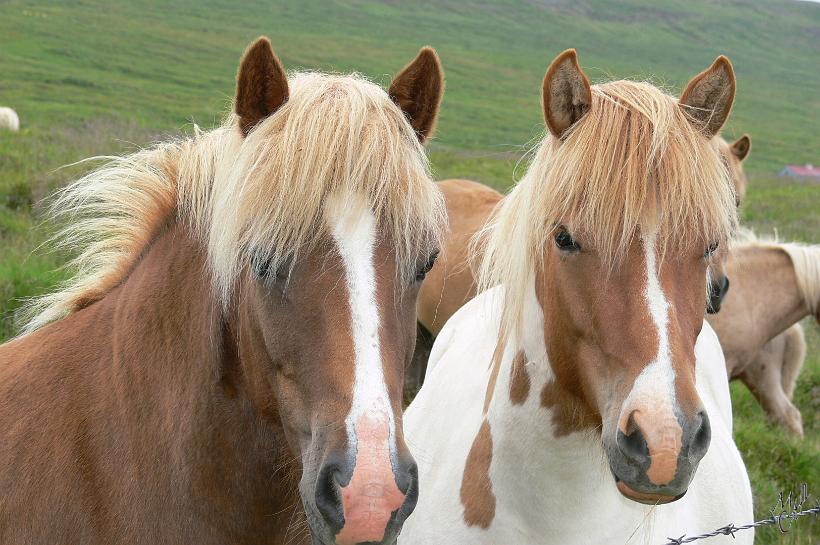 P1010238.JPG - Les Vikings ont apporté leurs chevaux de la Norvège et des îles britanniques en 930. Des chevaux et des poneys robustes qui devaient survivre au voyage d’une semaine en mer. Le cheval islandais est le résultat du croisement de ces deux races.