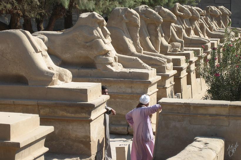 IMG_4438.JPG - L'allée des Sphinx à têtes de Bélier (Le dromos avec les criosphinx). Il y a 20 sphinx de chaque côté de l'allée qui mène au temple de Karnak à Louxor.