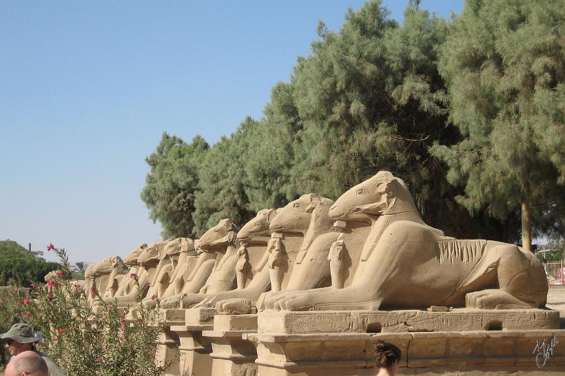 IMG_4472.JPG - L'allée des sphinx à têtes de béliers à l'entrée du temple de Karnak.