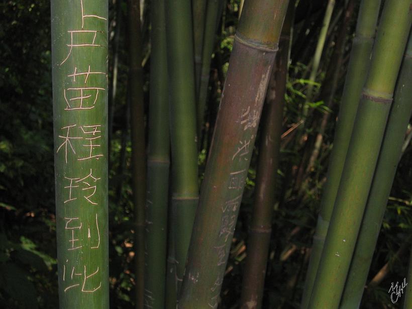 0506gz_IMG_1731.jpg - Chez nous les amoureux gravent des messages dans l'écorce des arbres. En Chine c'est sur les bambous.