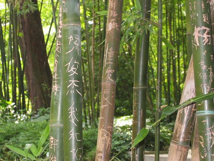0506gz_IMG_1739.jpg - Une forêt de bambous dans un parc de Guangzhou.