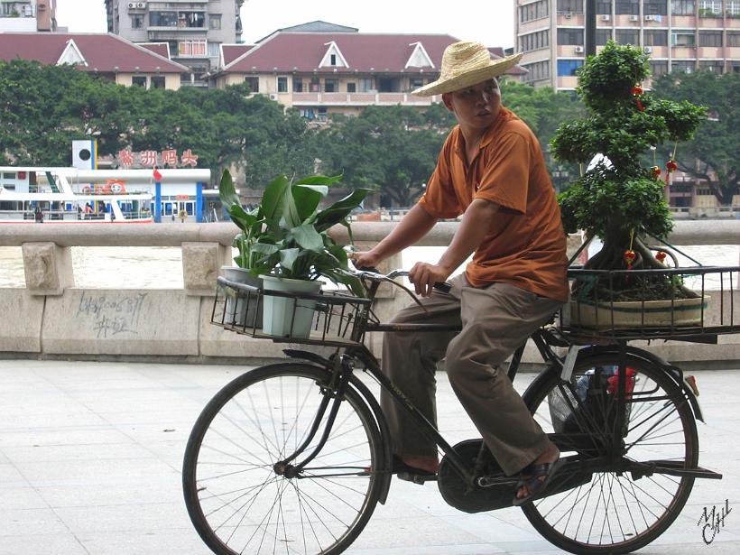 0506gz_IMG_1776x.jpg - Un cycliste avec son Bonsaï le long de la rivière des Perles (Pearl river) à Guangzhou (Canton)