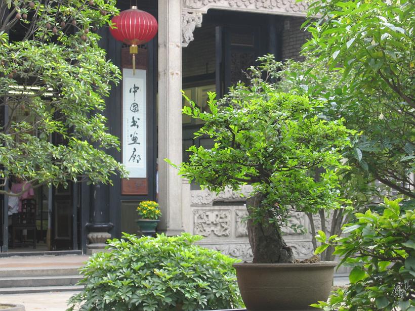 0506gz_IMG_1786.jpg - De très beaux bonsaïs sont exposés dans les cours du temple de la famille Chen à Guangzhou.