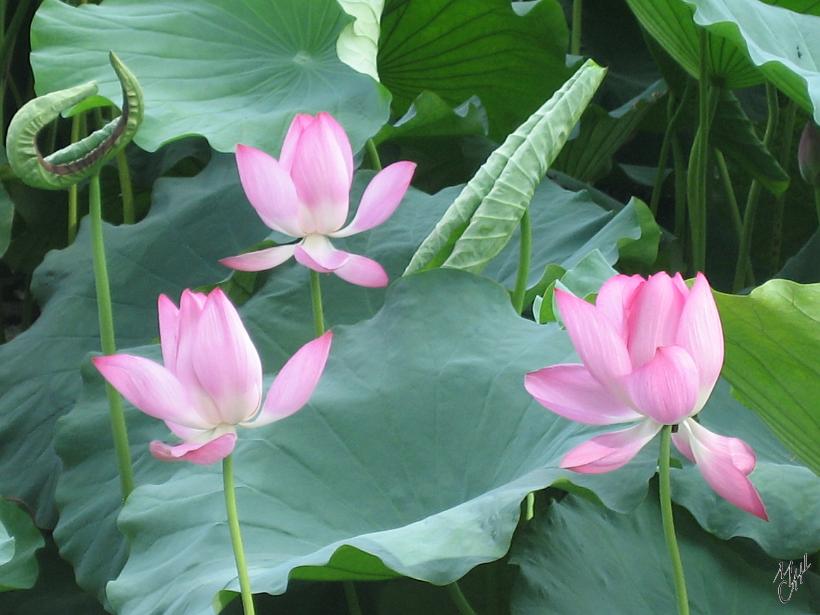 0907Hanzhou_IMG_5578.JPG - Les chinois adorent le Lotus qui produit de belles fleurs bien qu'il pousse dans la vase. Lorsqu'on casse la tige, chaque morceau reste relié par de fins fils de soie, c'est la fleur de l'amitié.