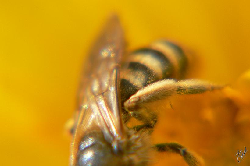 P1000946.JPG - Une abeille en plein travail.