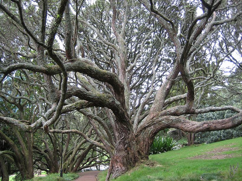Auckland_Flug_IMG_1013.JPG - Des arbres bien étranges dans un parc à Auckland