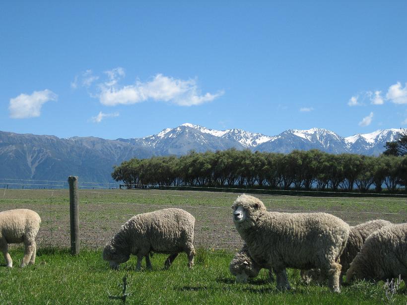 Kaikoura_Springs_20051120_0280.JPG - Les revoici, les fameux moutons néo-Zélandais.