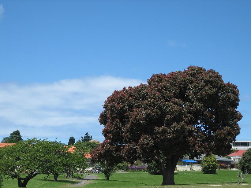Kaikoura_Springs_20051122_0321.JPG - Metrosideros excelsa (Pōhutukawa). Cet arbre qui en novembre-décembre se couvre de belles fleurs rouges, est souvent considéré comme "l'arbre de Noël" de la nouvelle Zélande.