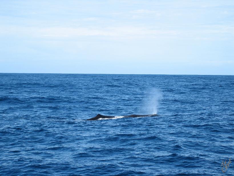 Kaikoura_Springs_20051122_0356.JPG - Une baleine comme il est possible d'en observer fréquemment prés de Kaikoura