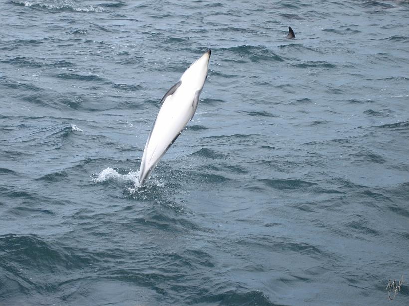 Kaikoura_Springs_20051123_0397.JPG - Sortie en bateau et plongée avec les dauphins Dusky.