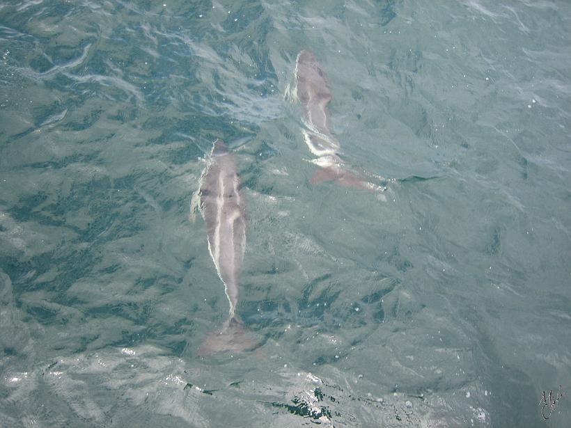 Kaikoura_Springs_20051123_0405.JPG - Expérience très impressionnante quand on a la chance de plonger au beau milieu d'un banc de 400 dauphins sauvages mais curieux et très joueurs qui s'approchent à quelques centimètres...c'est à se demander - qui observe qui ?? -