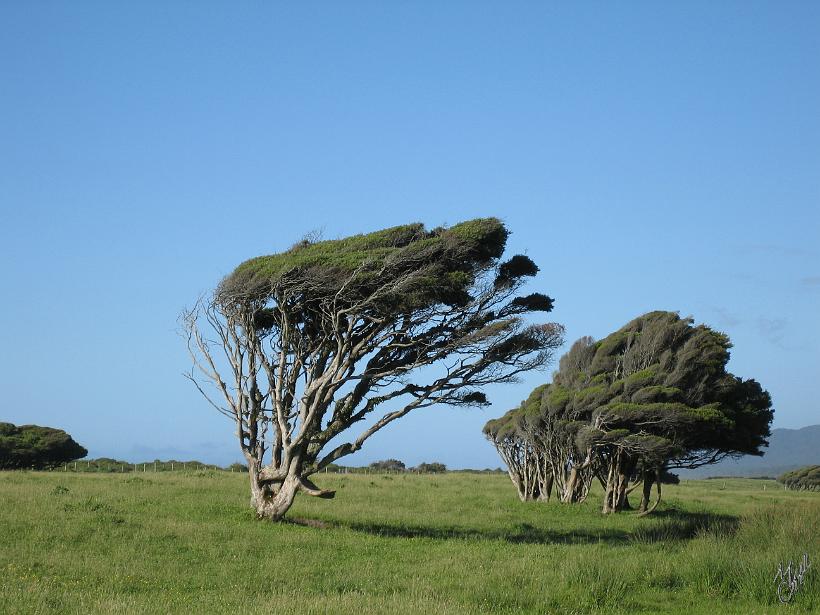 Queenstown_WestCoast_IMG_2460.JPG - Située sur la latitude des 40èmes rugissants, la Nouvelle-Zélande est constamment balayée par un vent soufflant d'ouest en est. C'est ce qui donne cette forme particulière aux arbres de la côte ouest.