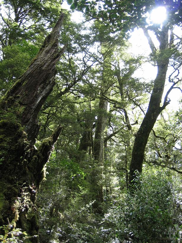 TeAnau_Milford_IMG_2113.JPG - La région de Te Anau est arrosée par plus de 5 m de pluie par an. La forêt qui ressemble à une jungle est recouverte de plantes et mousses.