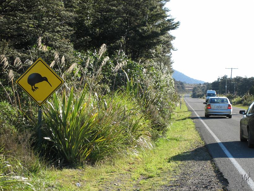 Tongariro_Crossing_IMG_1438.JPG - Attention au Kiwi ! C'est l'oiseau symbole du pays. C'est d'ailleurs ainsi qu'on appelle gentiment les habitants de la Nouvelle Zélande: "les Kiwis".