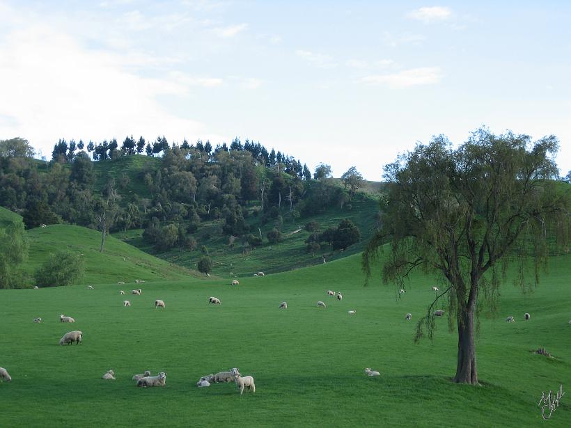 venant_de_Tongariro_Wellington_IMG_1577.JPG - 60 millions de moutons, soit 15 fois plus que de "Kiwis" (comme on appelle les 4,1 Mio de Néo-Zélandais)